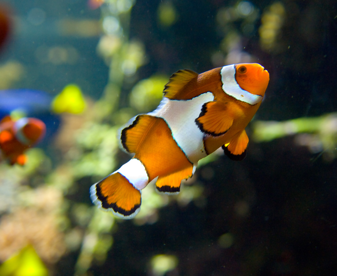 Clownfish / Ikan Badut / Ikan Nemo Wallpapers / Pictures.