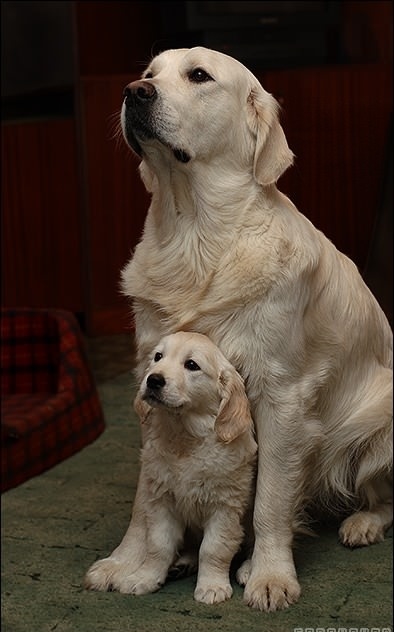 life-expectancy-in-labrador-retrievers-annie-many