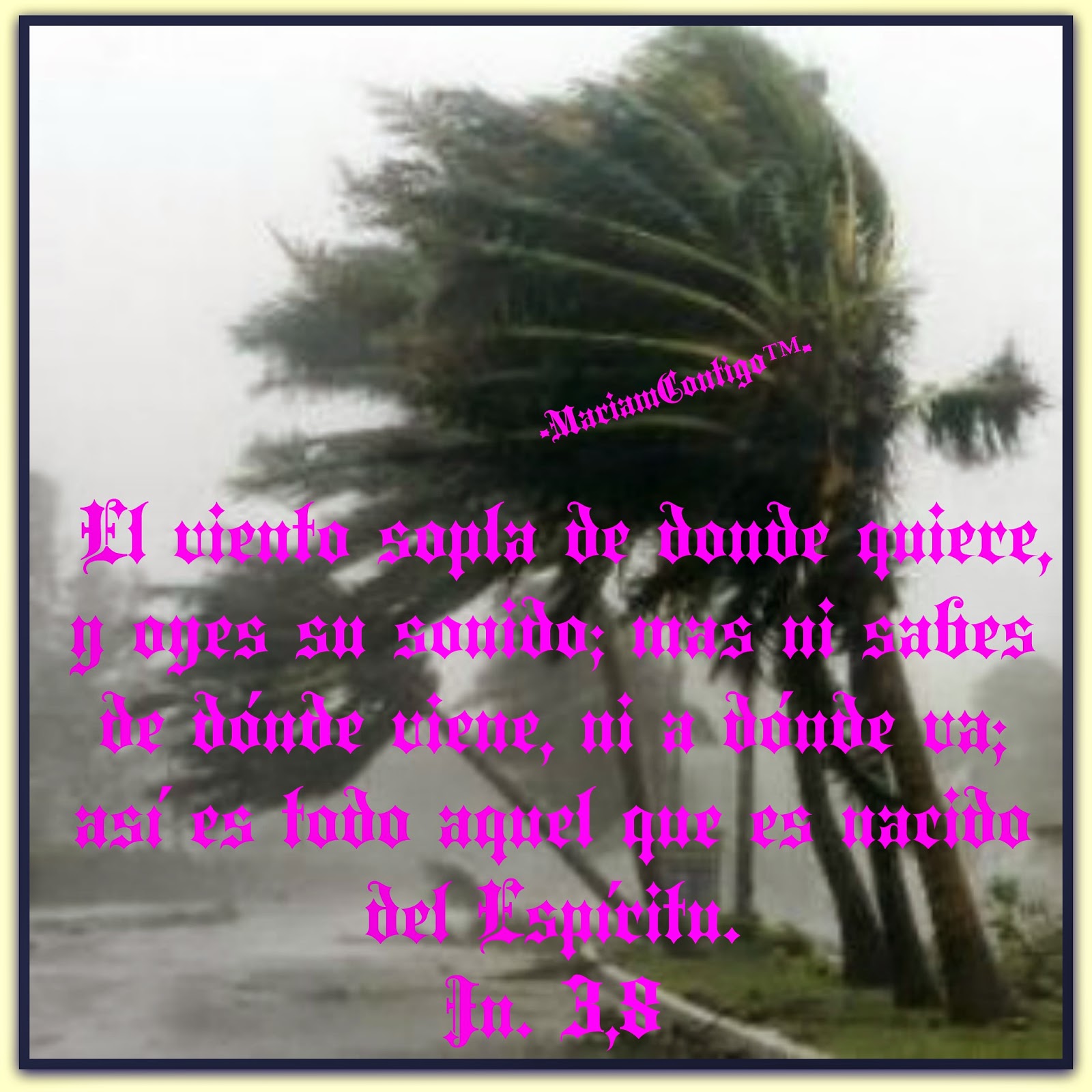 A very strong wind. Сильный ветер. Ветер фото. Ураган за окном. Ураган и ливень, пальмы падают.
