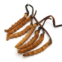 Cordyceps sinensis