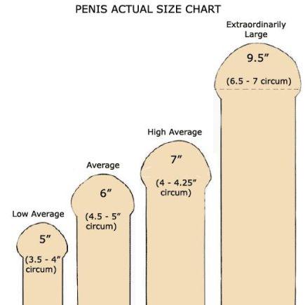 Average size penis women like - Other - XXX videos
