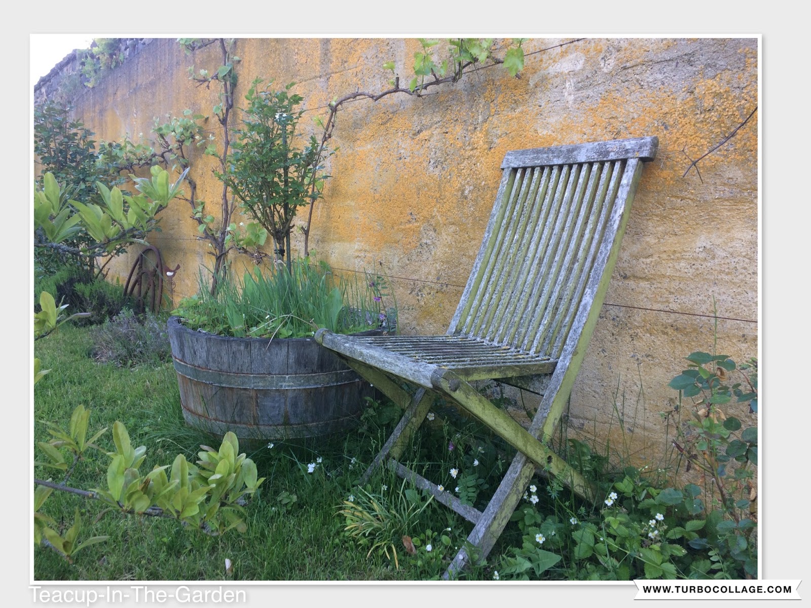 Teacup-In-The-Garden: ein kleiner spaziergang durch den garten
