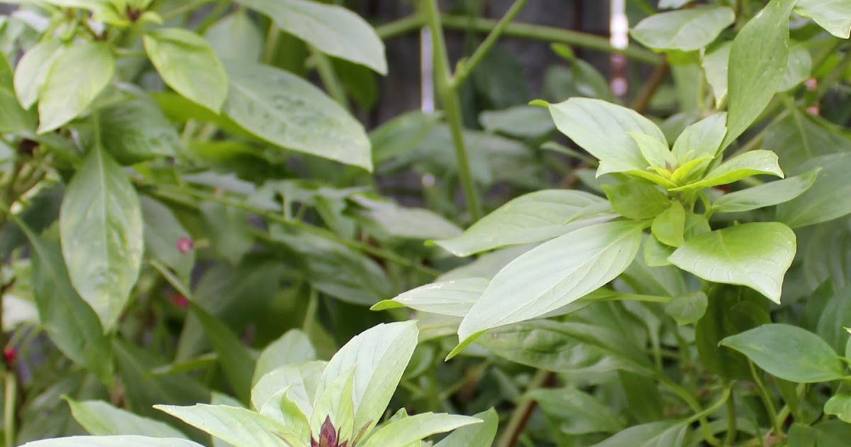 Cottage and Vine Basil Freeze it Now Use it Later