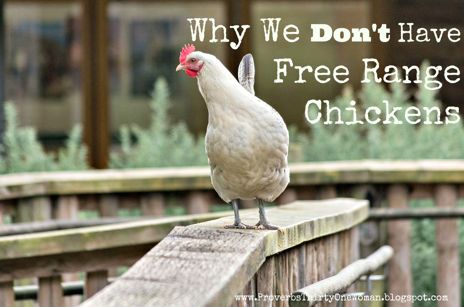 Why We Don't Have Free Range Chickens Proverbs 31 Homestead