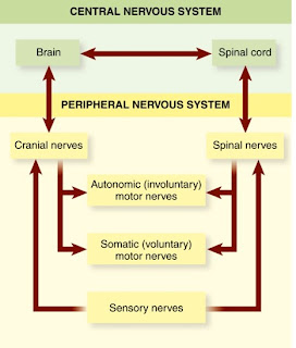A&P: chapter 8 Nervous System
