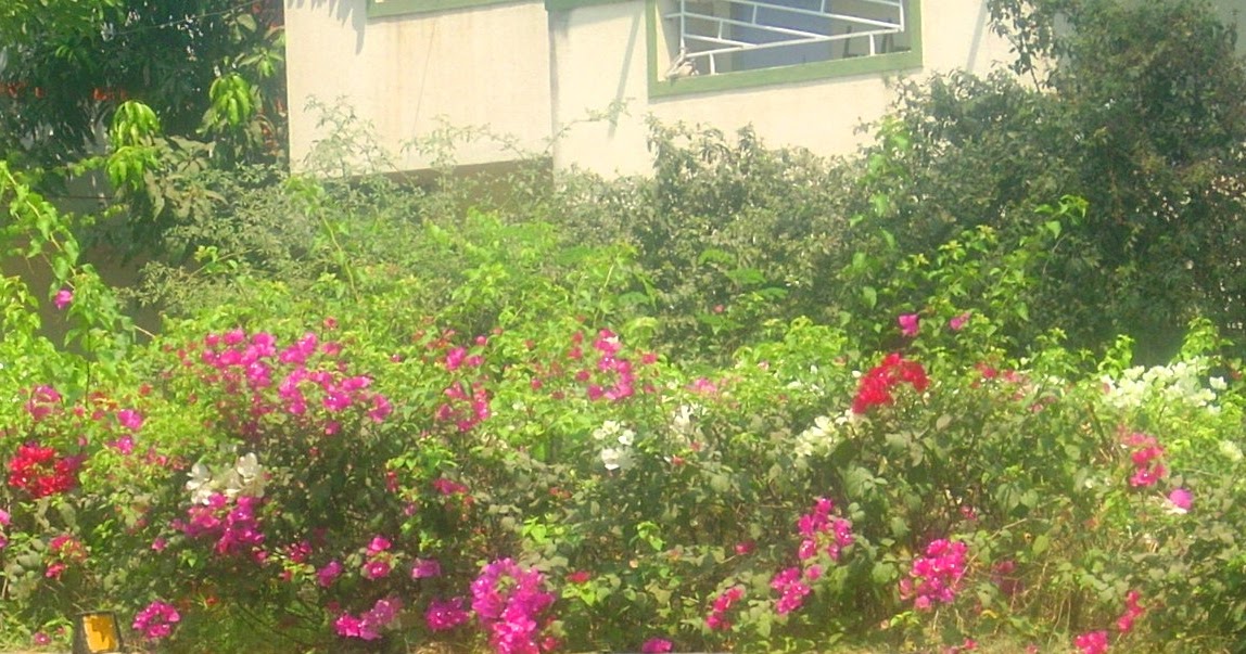 Photos:Flowers In February 2016 - Part 3!!