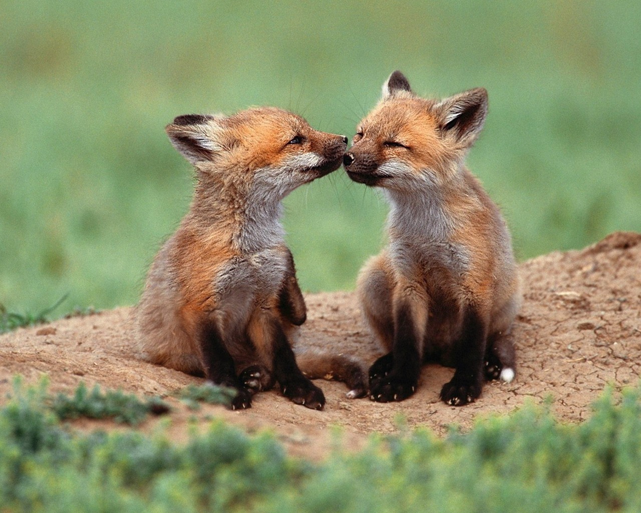 Hermosas fotos de Animales en la selva HD ~ Los 20 mejores temas para