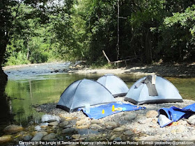 Berwisata di Hutan Hujan Tropis Berkemah di pinggir sungai