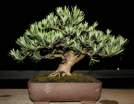 Cara Merawatan Bonsai Lohansung