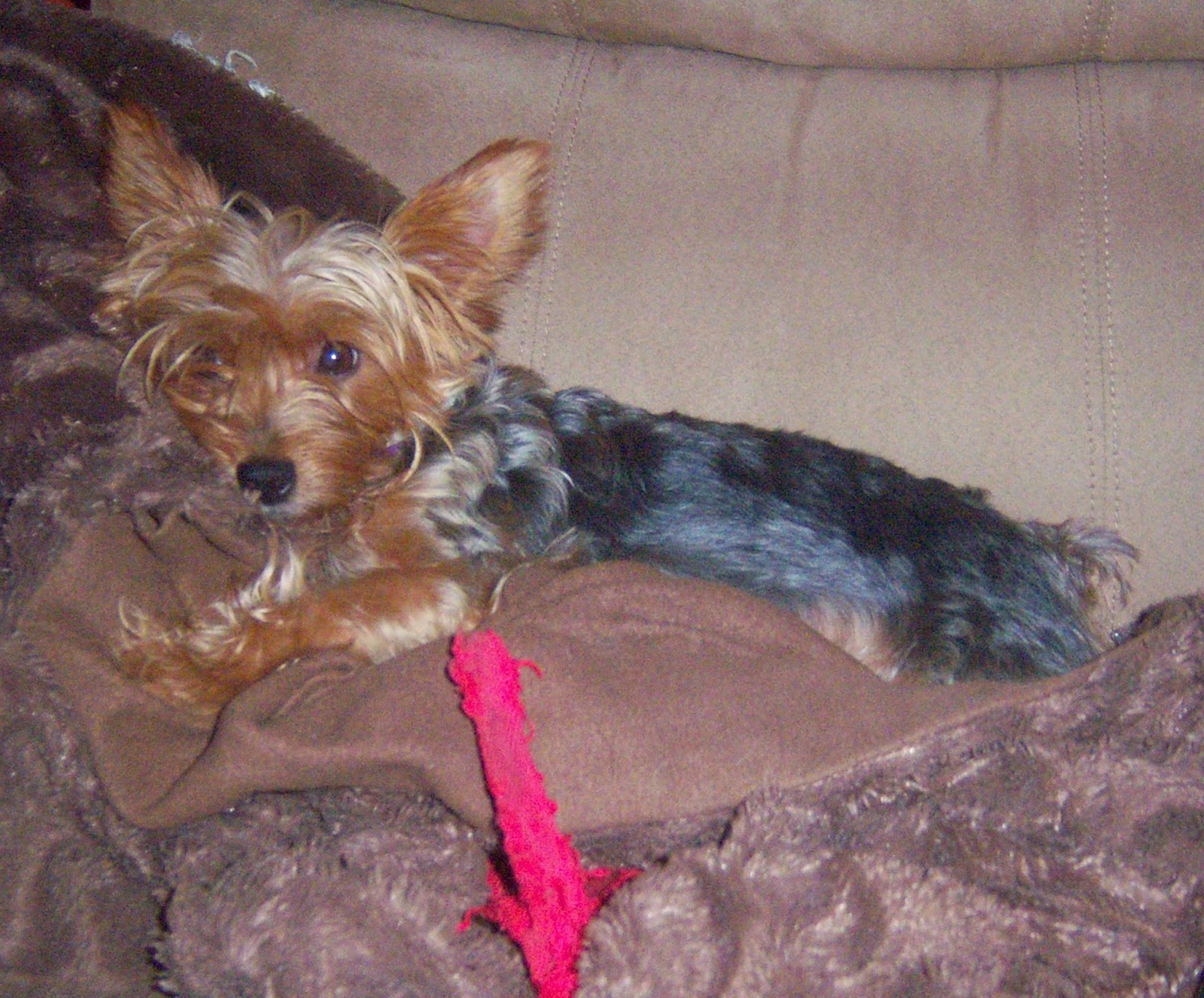 Pictures Of Pregnant Yorkies 104