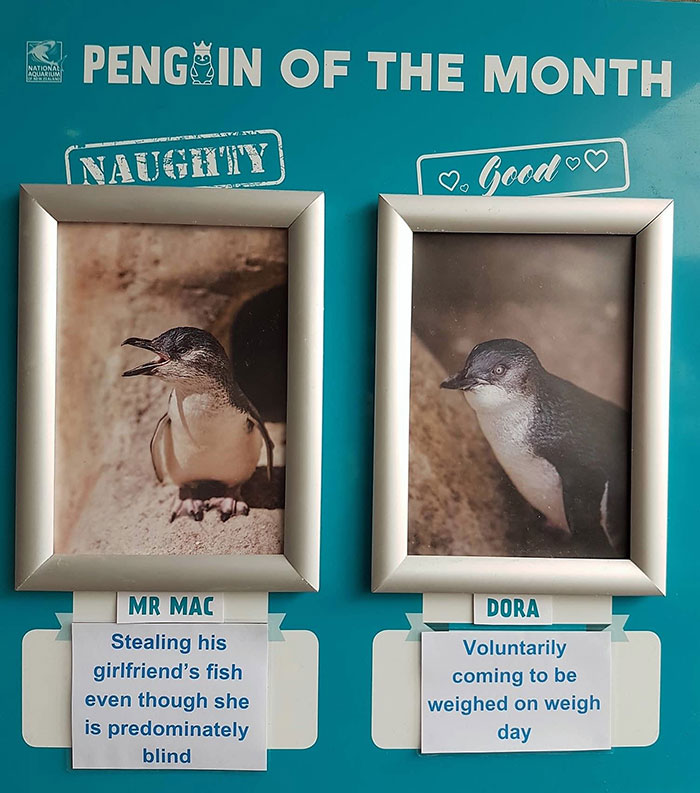 Aquarium Chooses The Naughtiest Penguin Of The Month And Shares Their 'Crime Pictures'