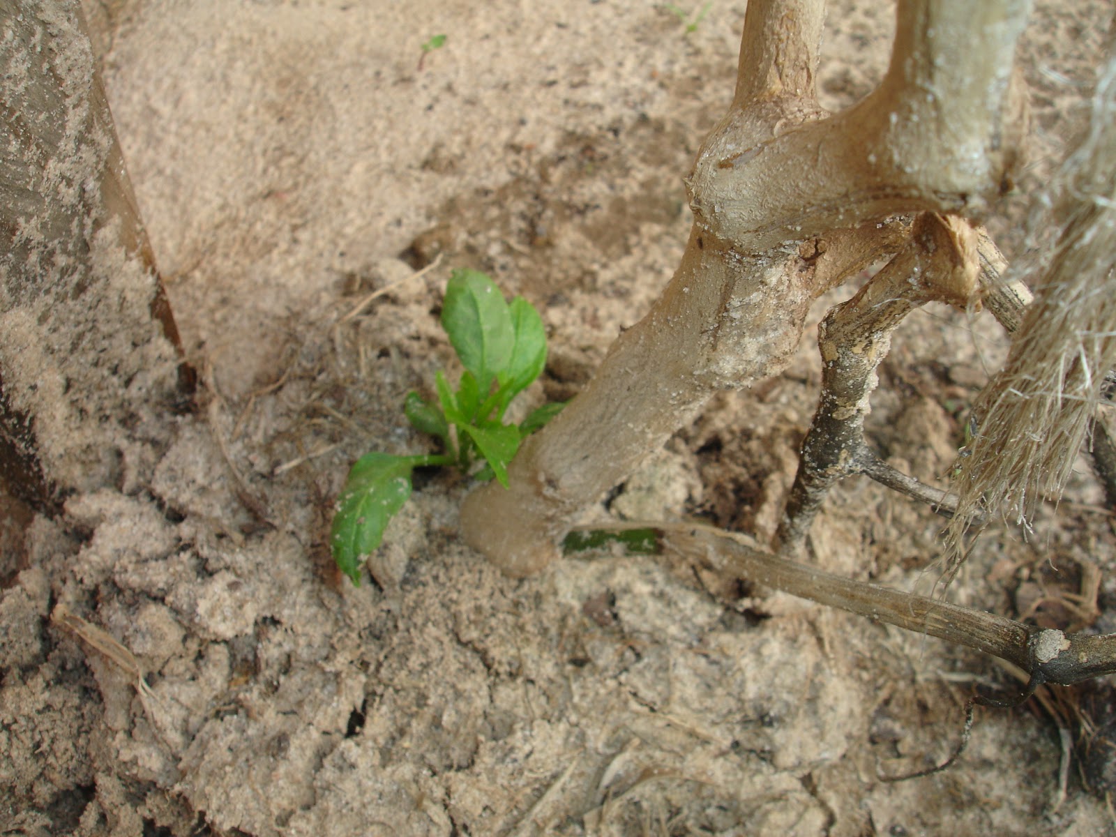 Our Provident Life Perennial Pepper Plants