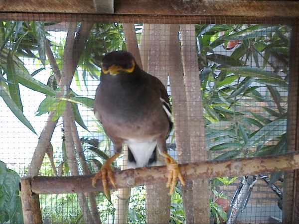 Harga Terbaru Burung Jalak Nias Hewan Ternak
