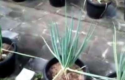 cara menanam daun bawang dalam pot