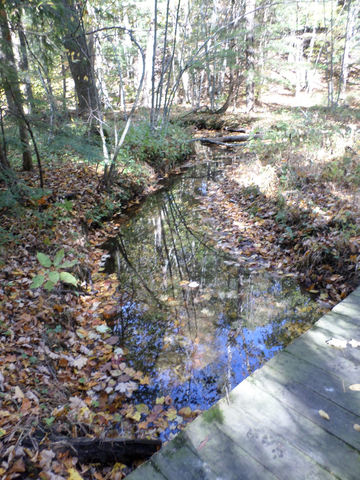 Mitten Tracks Murphy Lake State Game Area, part one Swaffer Rd. to