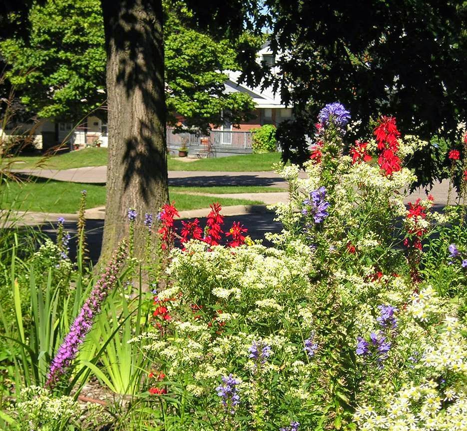 The Ripple Effect Cardinal Flower Nectar for Hummingbirds or a Tonic