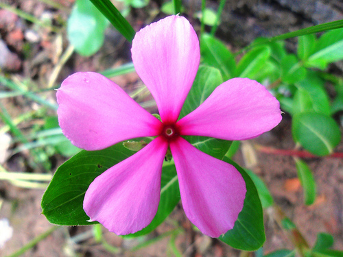 Boa-noite - Catharanthus roseus.