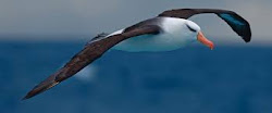 flight albatross zero waste take italy ministri g7 organizzate iniziative esteri aprile degli durante dei forays unfortunately came nothing those