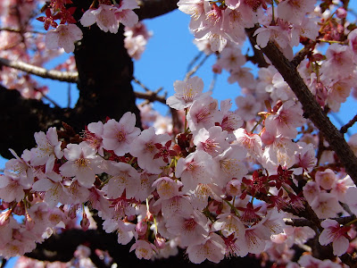 あたみ桜 糸川桜まつり 熱海