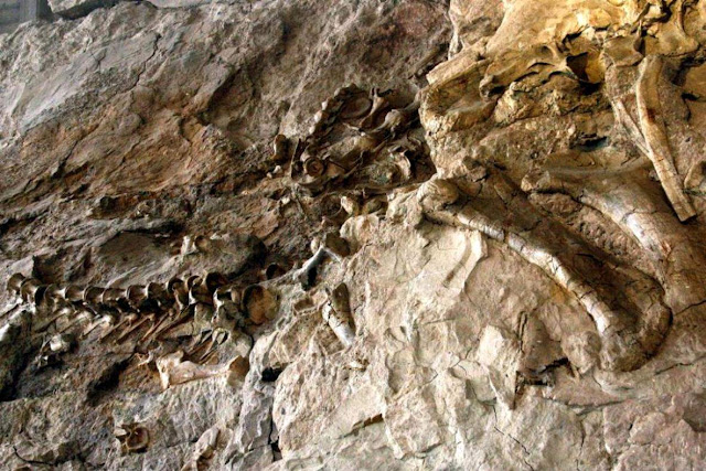 New 12-Ton Jurassic dinosaur Was the Largest to Walk the Earth