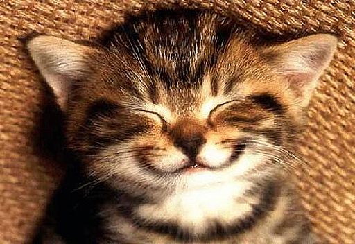 funny face cute cat