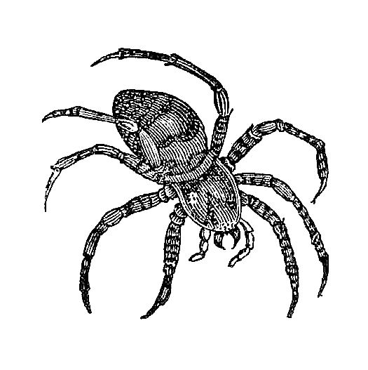 halloween spider clip art - photo #50