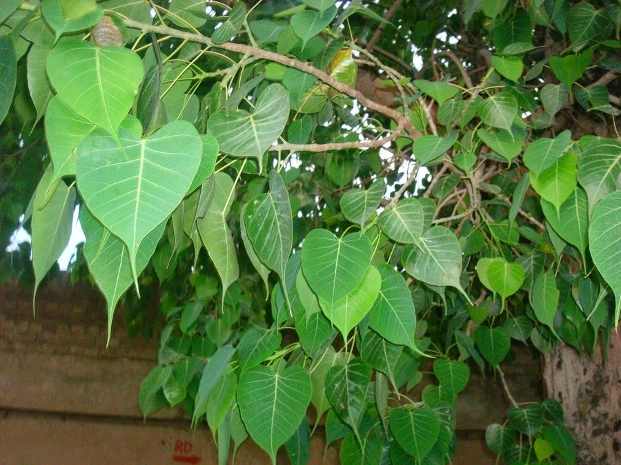 Secret Of Stars Worship The Peepal Tree (Ficus Religiosa) And Stay