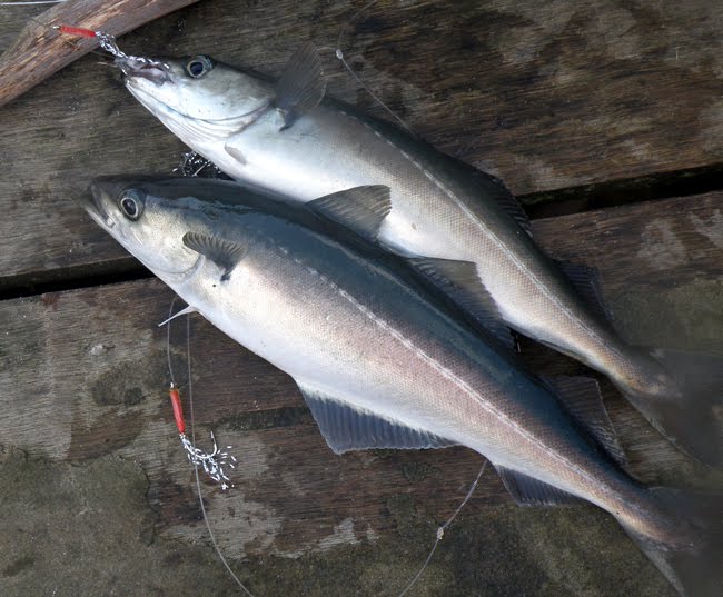 Homemade Fishing Lure Blog Homemade mackerel feathers