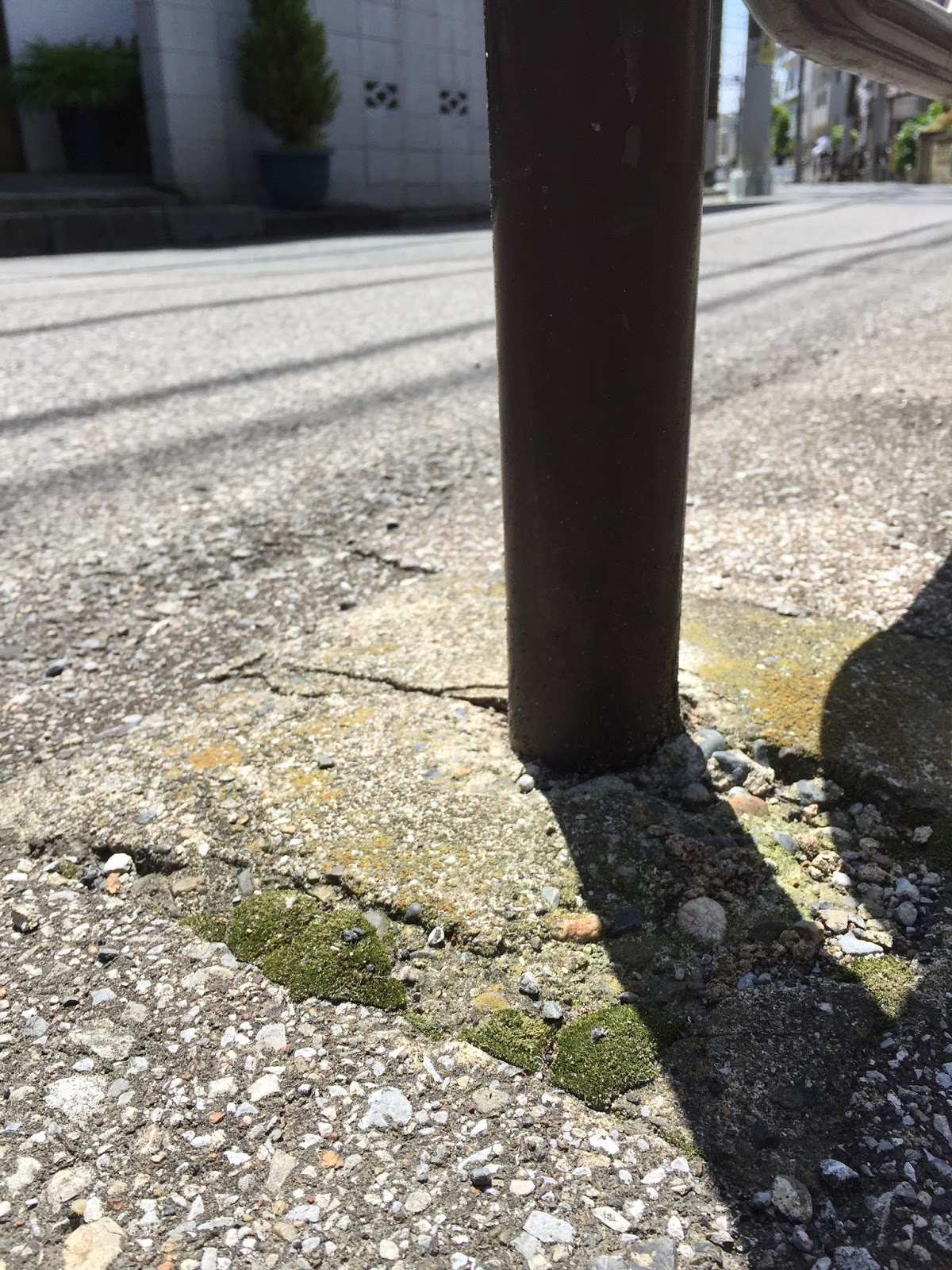 道草 Michikusa Blog 小さな苔の森 苔テラリウムの育て方 カビ対策 予防編