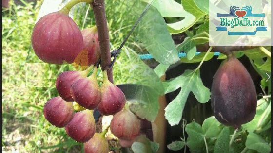 tanaman pembawa kekayaan menurut Islam Buah tin tanaman pembawa kekayaan menurut Islam