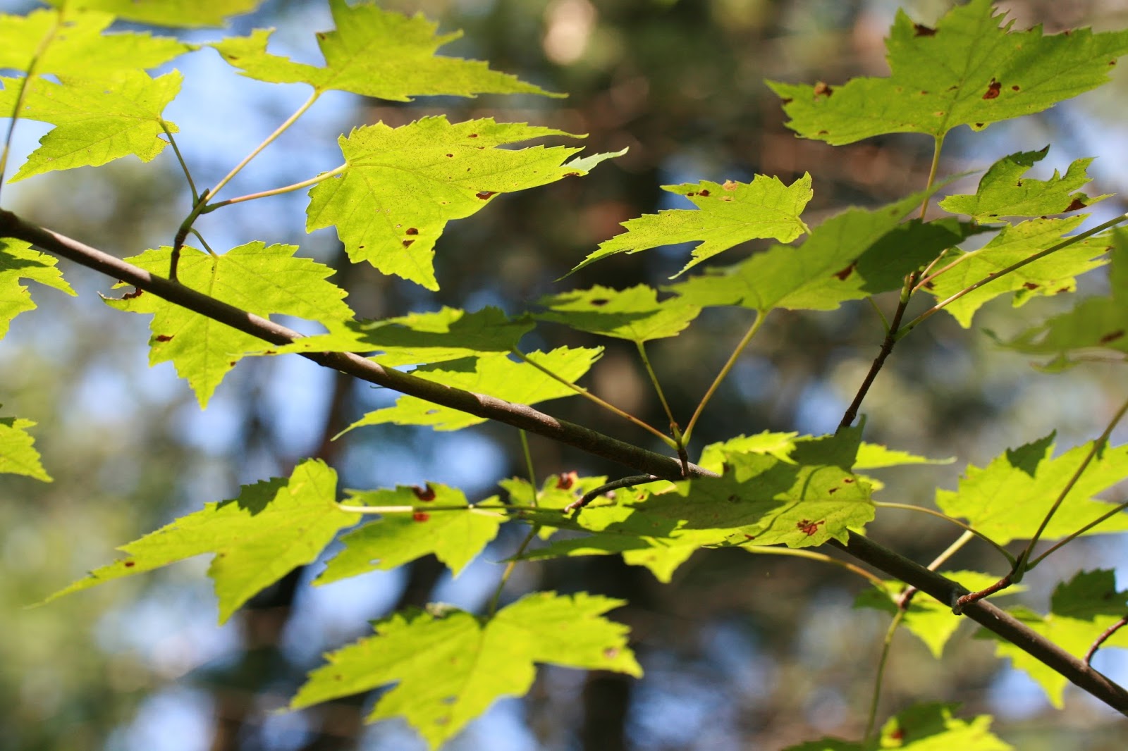 Mushrooming Together Red Maple Can this native new weed of the