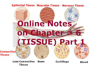 Online Notes on Chapter = 6 ( TISSUE) Part 1