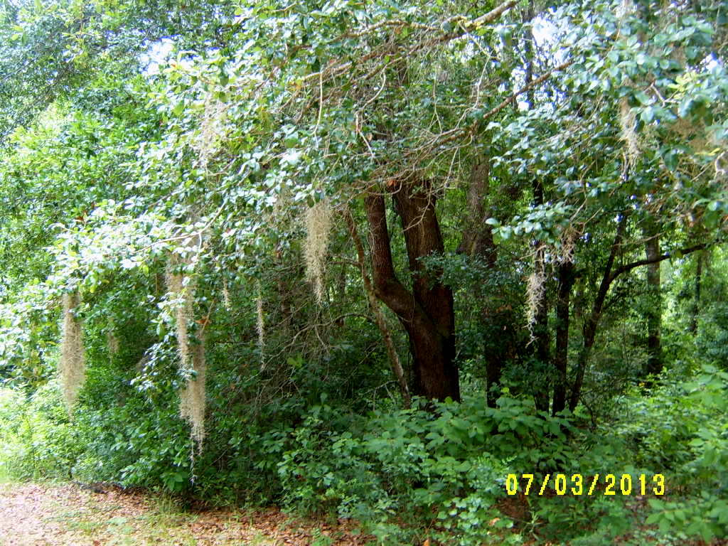 Alabama Rose and Flower Garden from a NonGreen Thumb Spanish Moss ..the Epitome of Southern