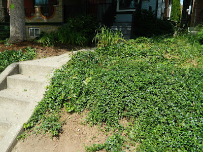 Palmerston Toronto Front Garden Clean up after by Paul Jung Gardening Services Toronto Palmerston Toronto Front Garden Clean up after by Paul Jung Gardening Services Toronto