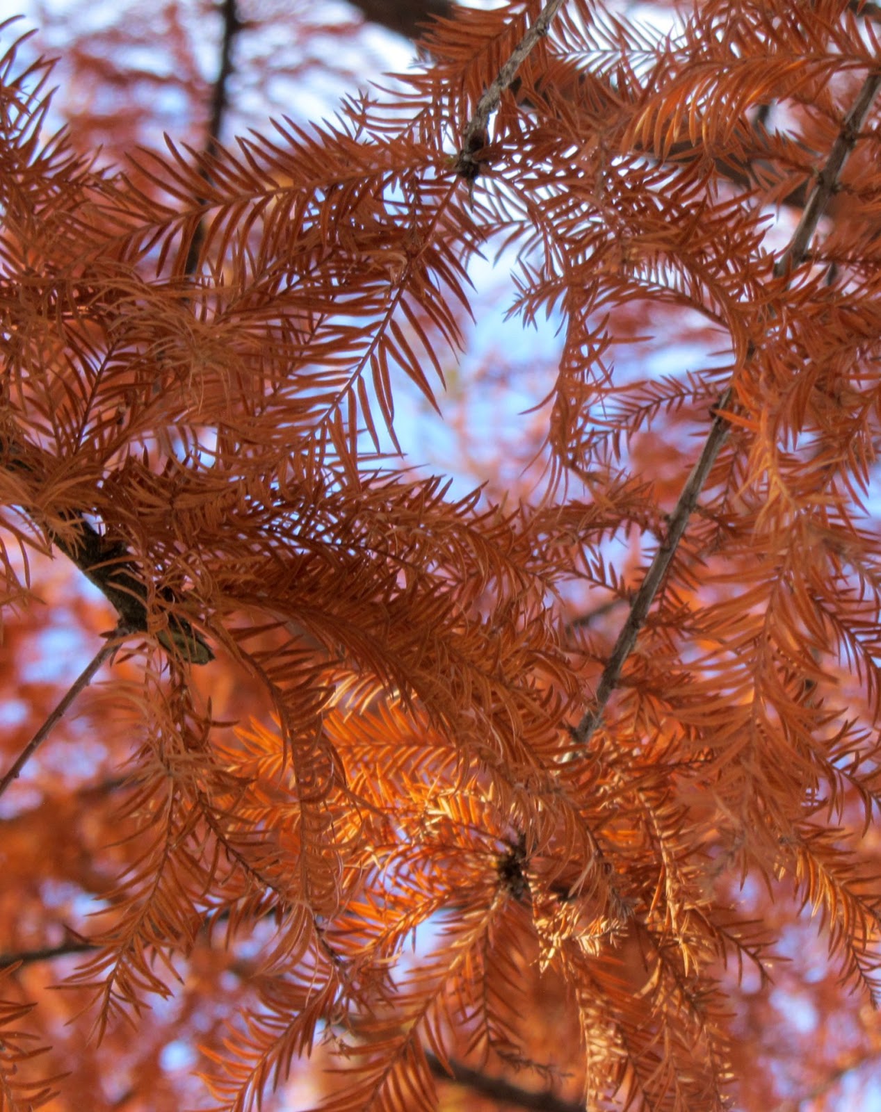 Using Native Plants Deciduous Conifers