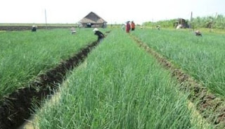 Cara Menanam Bawang Merah di Musim Hujan