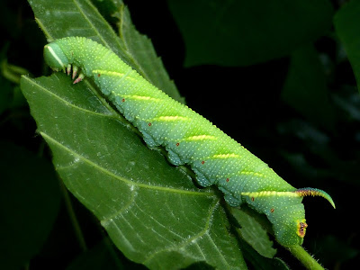Mimas tiliae caterpillar Mimas tiliae caterpillar