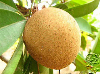 Jika Anda Orang Indonesia sudah barang tentu anda akan mengenal buah yang satu ini Manfaat Buah Sawo Bagi Kesehatan