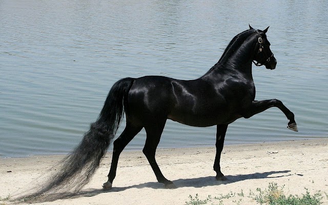 Picture of black horse by the sea