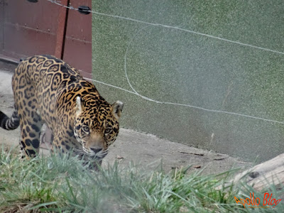 Gradina zoologica mures