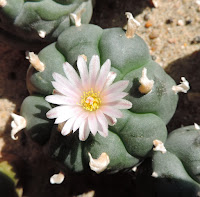 lopophora williamsii peyote cactus flowering