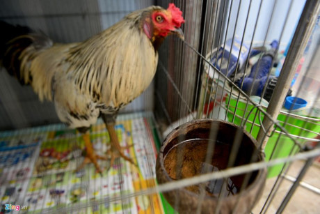 Chum anh: Trai ga vay rong o Sai Gon duoc dan choi san lung - Anh 14