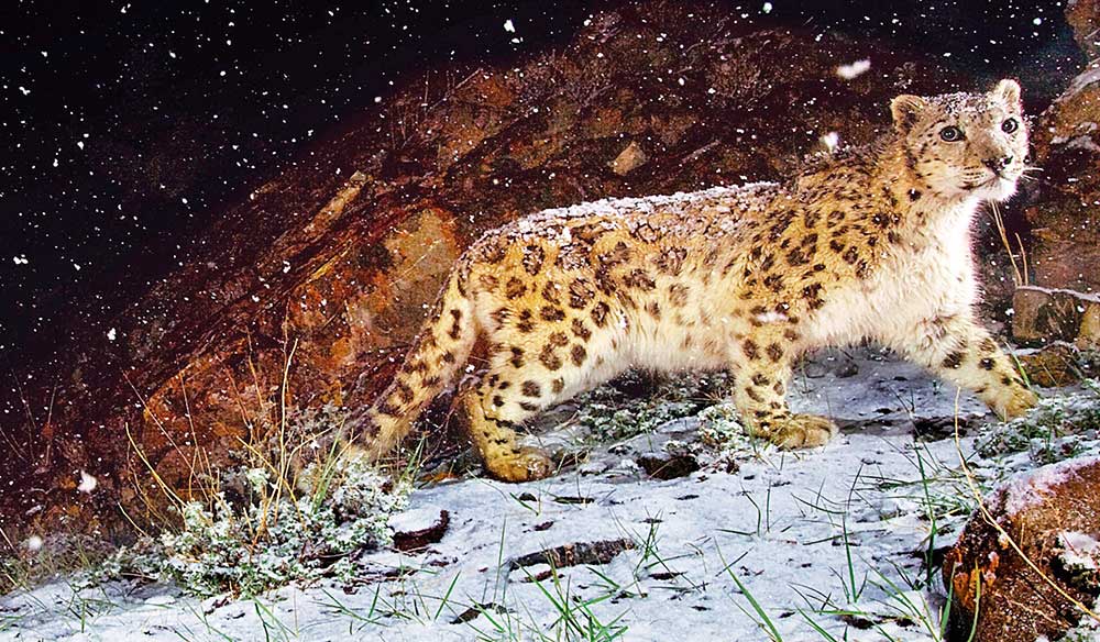 En Güzel Mac OS X Leopard Arkaplan Duvar Kağıtları