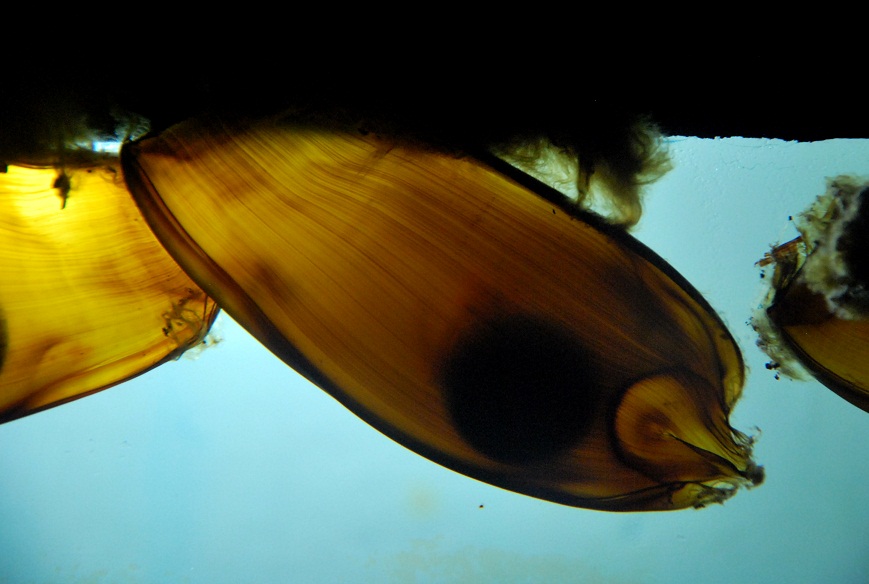 Fishes Fin Whitespotted Bamboo Shark Egg