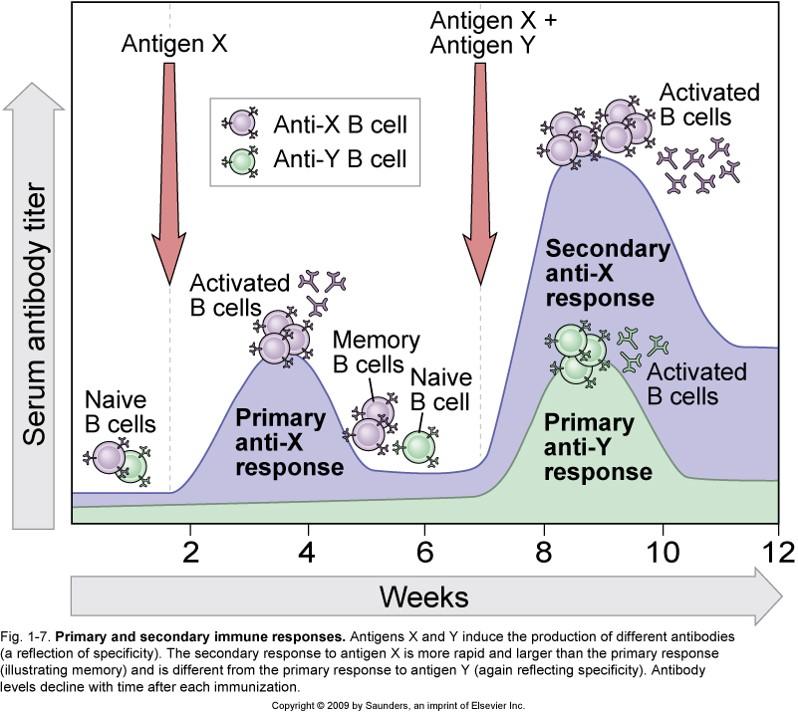 Senior Biology Antibodies
