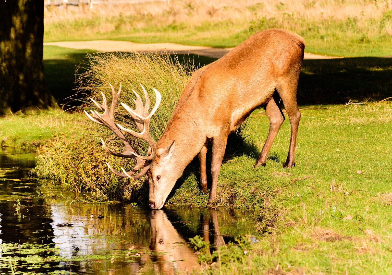 Bible Lessons From The Outdoors: Christian Outdoor Object Lesson 56: Like  The Deer