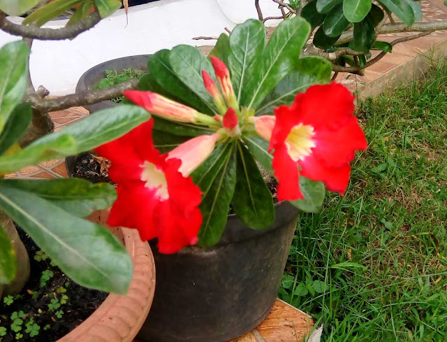 Red Adenium Blooms