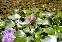 Gallito de agua ó cirujano ó Jacana centroamericana, Northern Jacana, Jacana spinosa