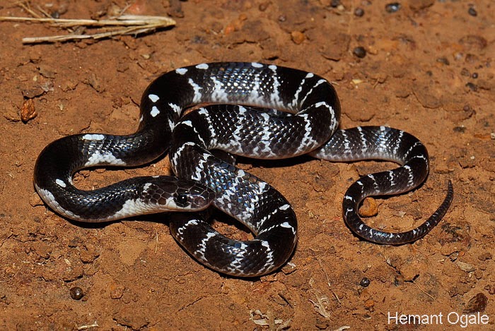 Ular mast ayolni jinsiy aloqa qilishga undashgan