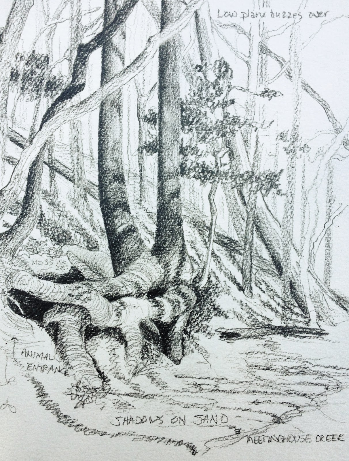 Middlewood Journal: Tulip Poplar Roots